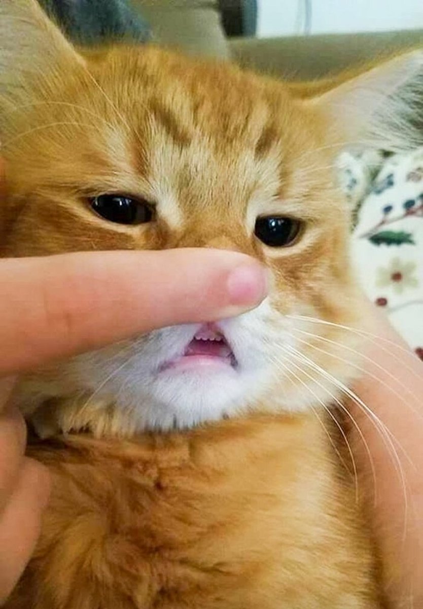 smol silly cat tweet media
