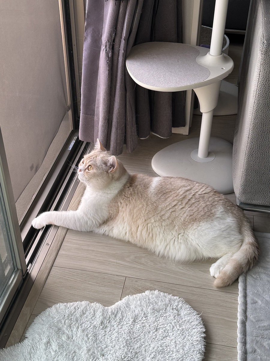 teteandcoco's tweet photo. 日向ぼっこ気持ちいいね🌸

#猫 #cat #猫のいる暮らし #猫のいる幸せ #猫好きさんと繋がりたい https://t.co/Zdw6RMlAyL