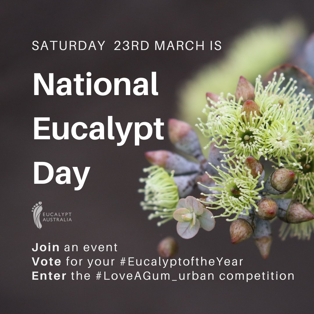 #NationalEucalyptDay is next Saturday 23/3! Join us in celebrating the diversity, resilience & beauty of Australia's 850 #gumtree species & their cultural, ecological & economic importance. Find an event:eucalyptaustralia.org.au/events/ Vote for #EucalyptoftheYear: eucalyptaustralia.org.au/eucalypt-of-th…