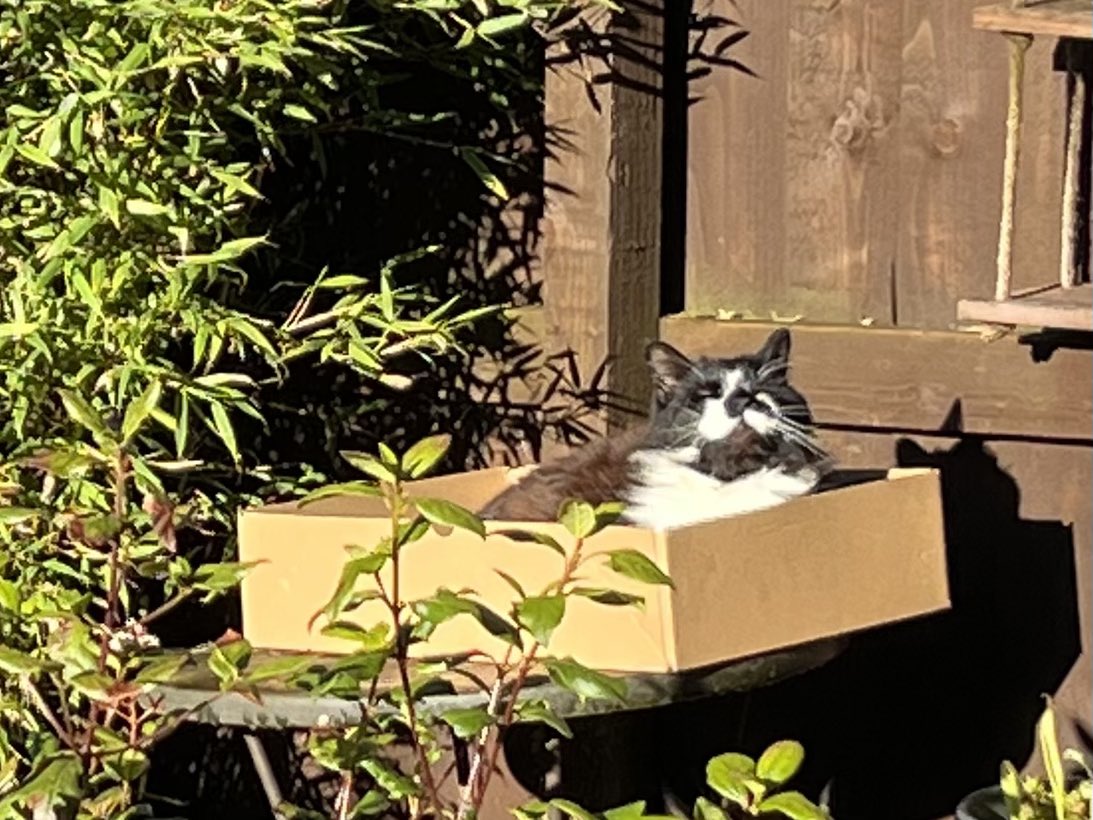 SarahjevsEvans's tweet photo. Proudest cat in Britain
#bemoreflash https://t.co/Xossg6BaDo