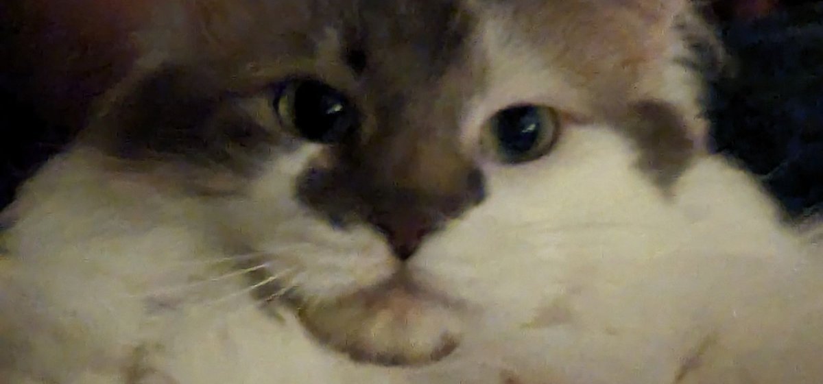 BearTheBard's tweet photo. Meows disappointedly. https://t.co/BkJZg54g1W