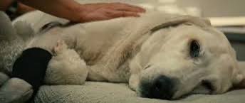 tomsingy7's tweet photo. @ATRightMovies Marley and me 😭😭😭 https://t.co/a3uixaOTd2