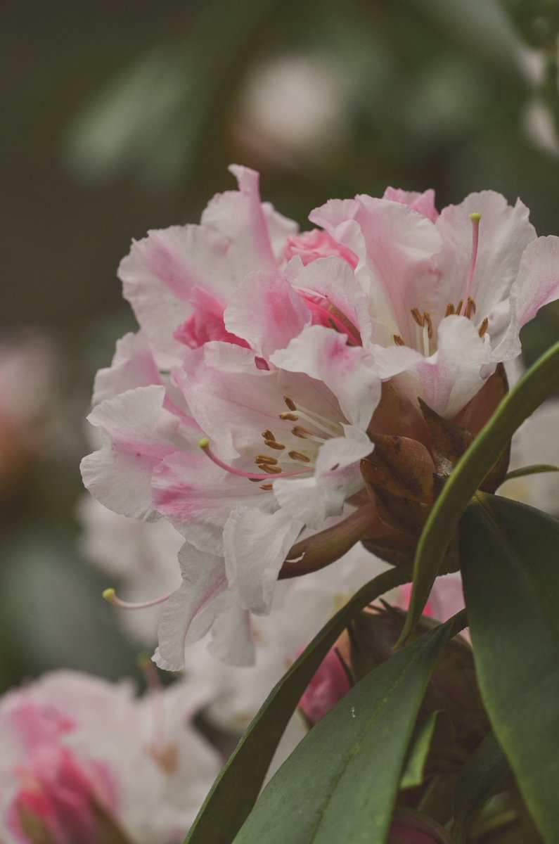 🌛 Xulabon - curiosités brodées 🌜 tweet media