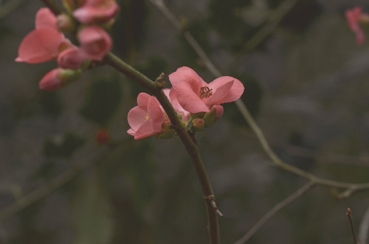 🌛 Xulabon - curiosités brodées 🌜 tweet media