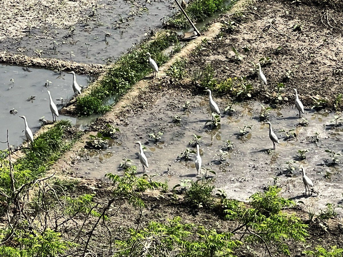 bobbydevito's tweet photo. Paddybirds at attention
#bagula
#paddybird
#cattleegret
@every_heron https://t.co/HERkiembEV