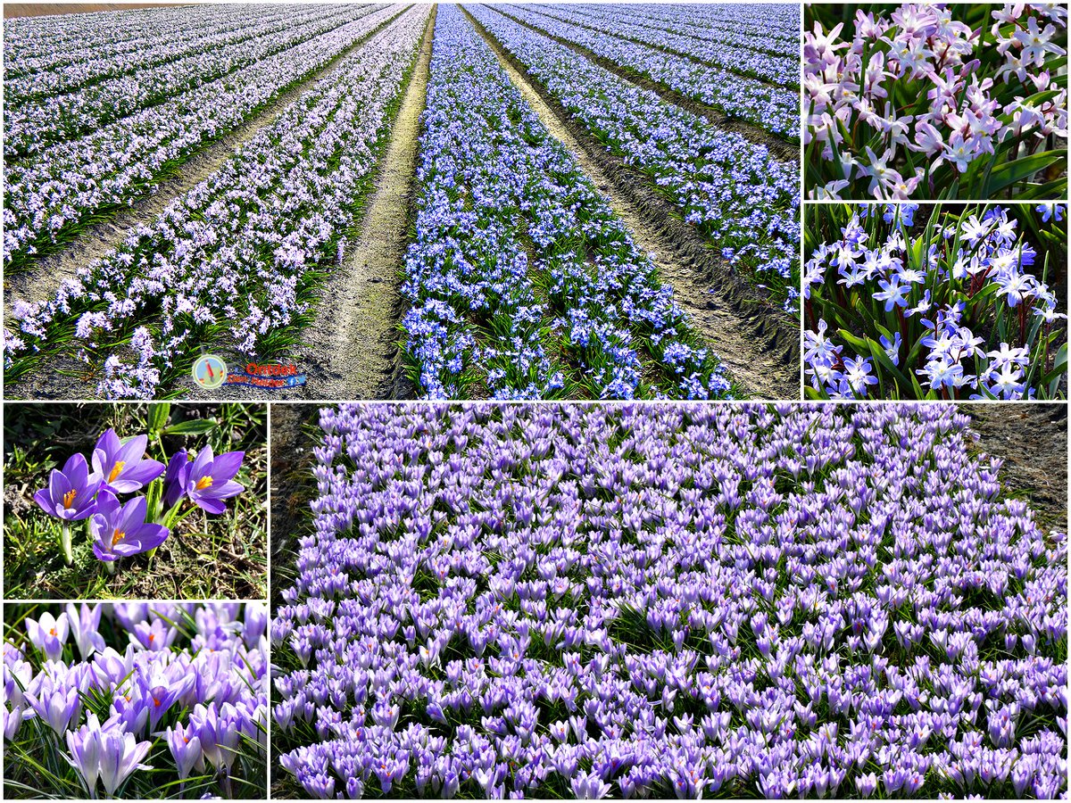 ontdekdenhelder's tweet photo. De Kop heeft de #lente in de bol 😉 #DenHelder #bollen #bloemen #bollenstreek #spring #Flowers #weekend https://t.co/jrbcTO3Ij8