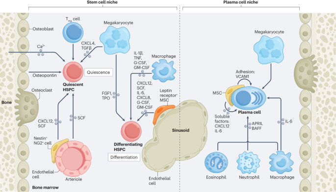 Bone marrow inflammation in haematological malignancies dlvr.it/T48Fns