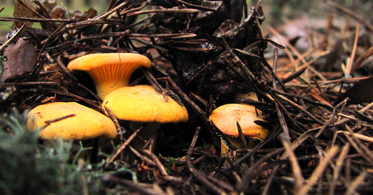 VirtualBrest's tweet image. Лисички нашла женщина в Кобринском районе 13 марта. Это возможно? 

virtualbrest.ru/news129091.php

Мнения пользователей разделились. Кто-то считает, что грибы настоящие и просто перезимовали, а некоторые усомнились в правдивости ролика, указав на слишком зеленую траву. 
#brest_by