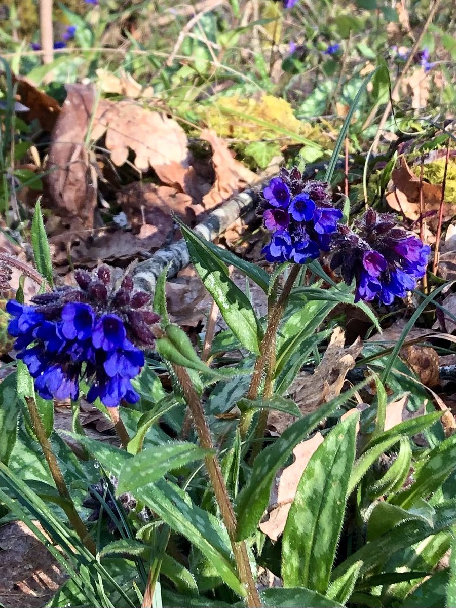 This deliciously dark pulmonaria, transplanted from the edge of the drive some years ago, is spreading well, lighting up a dry old corner of the woods. #GardeningTwitter #pulmonaria #mygarden #swfrance #TheLostGardenOfLoughrigg #wildflowers #woodlandplants #springflowers