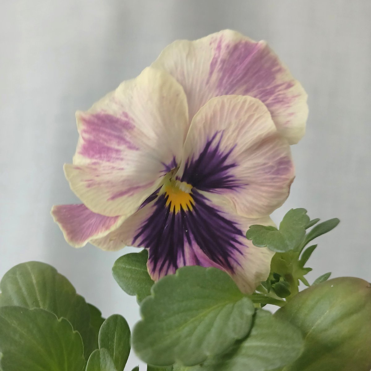 아이님네 팬지 벌써 왔다...!
조명이고 뭐고 허겁지겁 찍은건데 실물이... 실물이 진짜 말도안됨...🥹🤍🩷💜💛