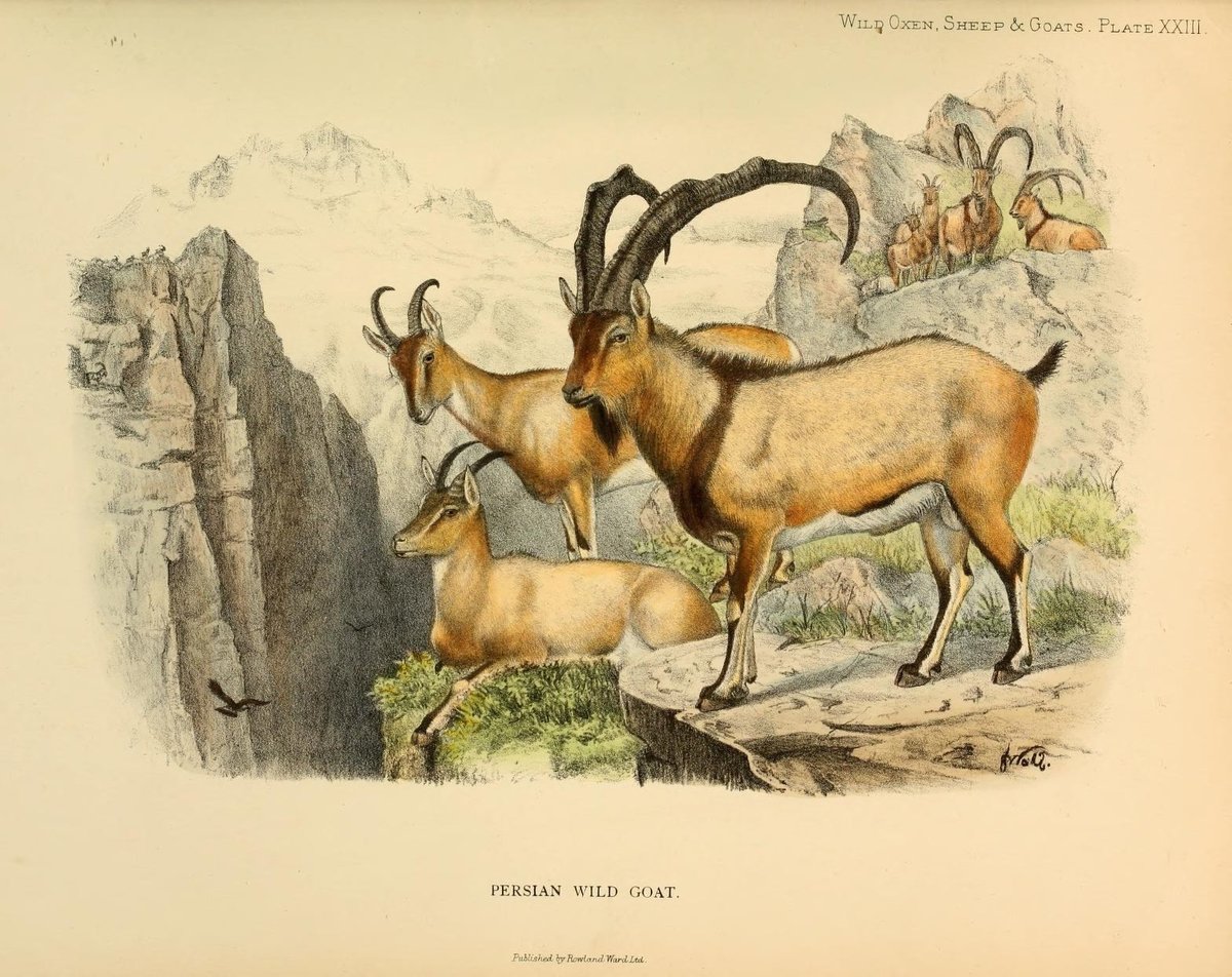 LRonLacy's tweet photo. #3 #March #WorldWildlifeDay
🧵👇
‘Persian wild goat’ *Wild Oxen, Sheep & Goats of All Lands, Living and Extinct* (London, R. Ward, 1898).
#WildGoat #bezoar #BezoarIbex
👉ALT
#wildlife #biodiversity #ScientificIllustration https://t.co/emsefsw3pG
