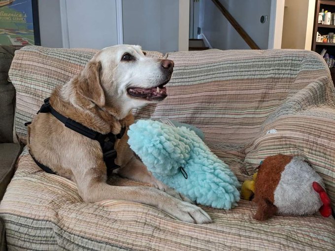 My baby is gone.    I love you forever my sweet friend. https://t.co/cR1Efj4IJo