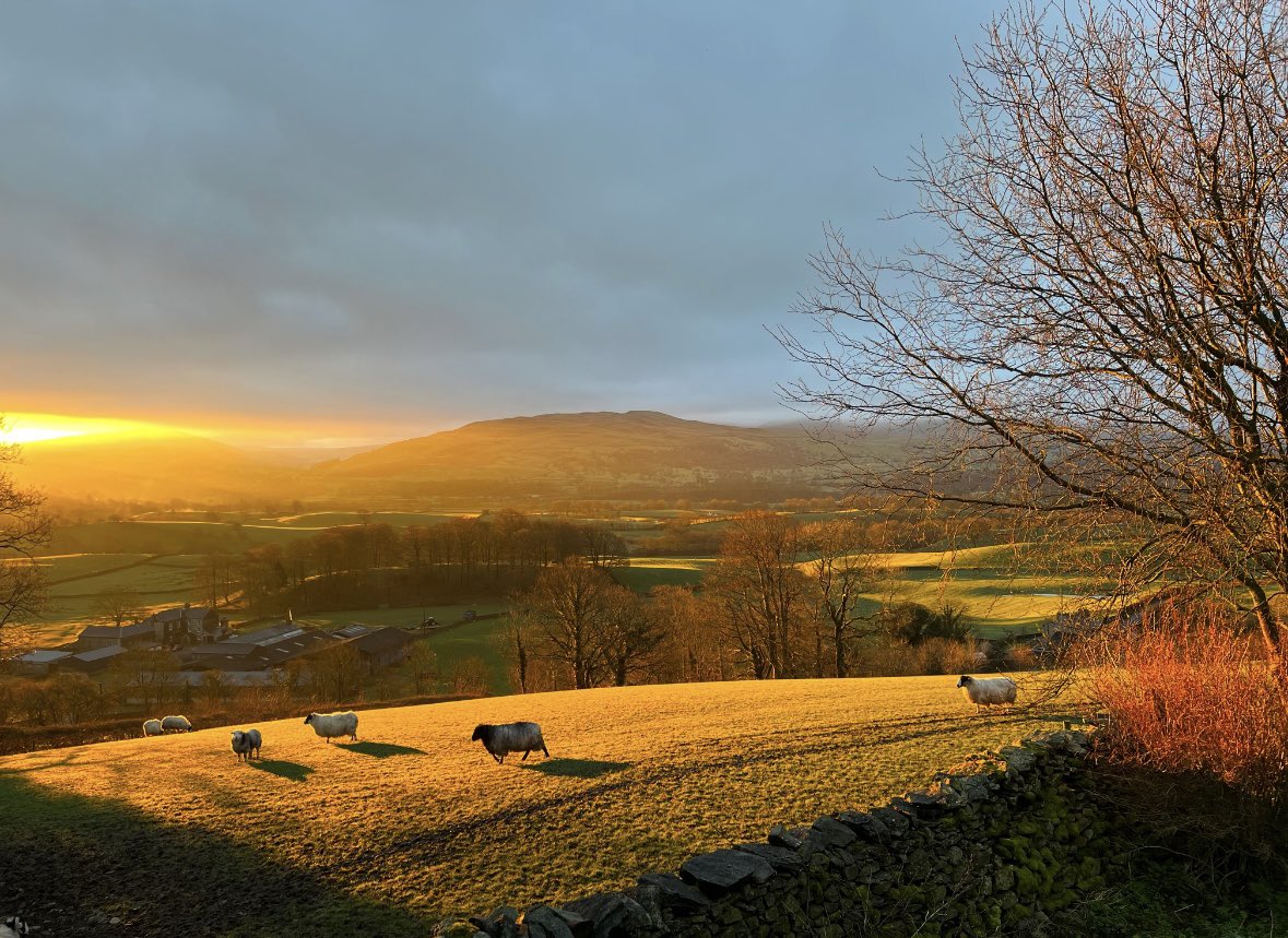 Alison O’Neill ~ Shepherdess tweet media