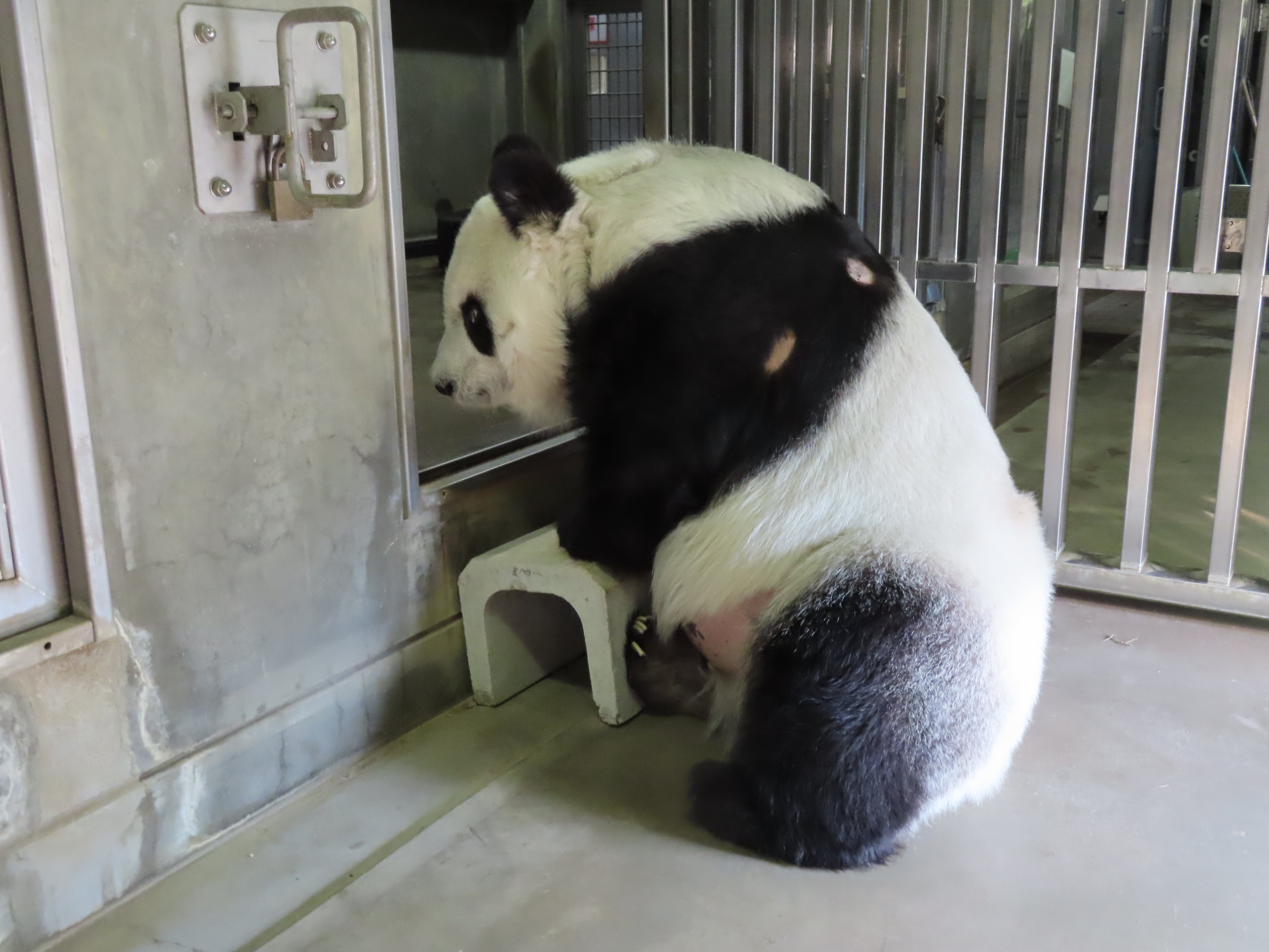 神戸市立王子動物園(公式) в X: „今日は通路でお過ごしの 神戸市立王子動物園(公式) в X: „今日は通路でお過ごしの