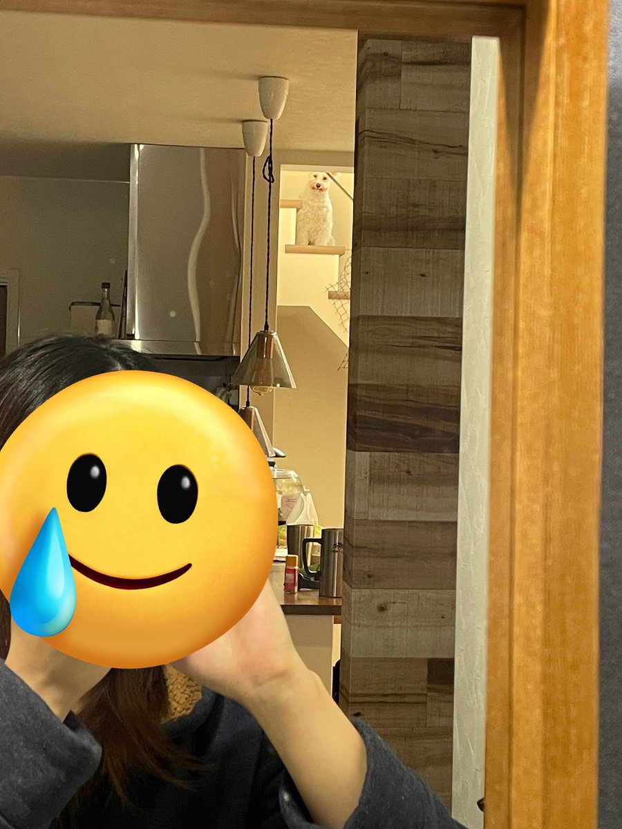 bani_poh's tweet photo. 朝の支度中、視線を感じると思ったら鏡越しに....👽
真顔やめてください🥲
なんか狂気を感じる....

#ミニチュアシュナウザー #わんこ #dog #いぬのいる暮らし https://t.co/Jhk8cKirmn