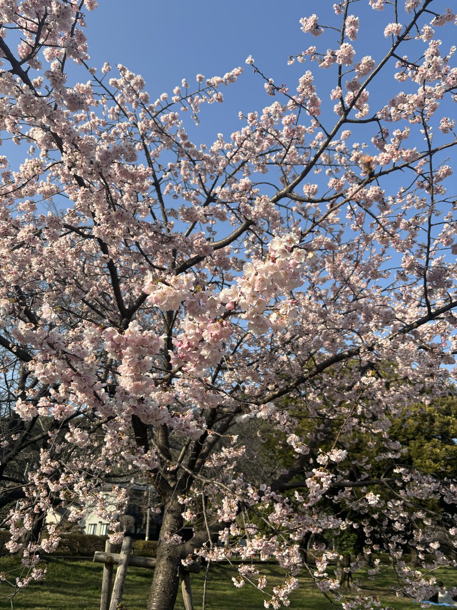 Pt2oV's tweet photo. #河津桜🌸 https://t.co/3okSyR4Bmi