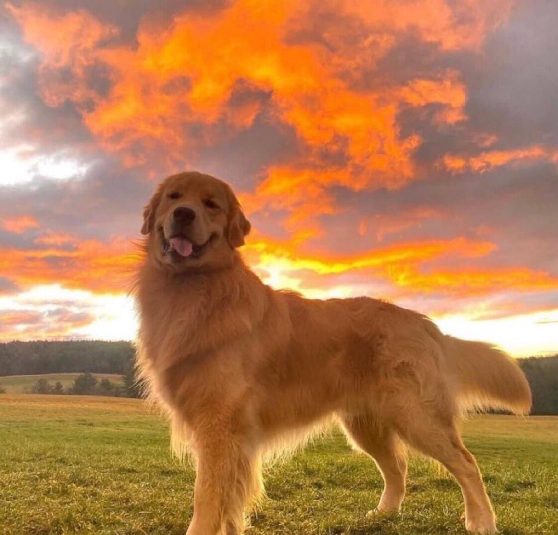 algún día voy a criar un golden con el amor de mi vida