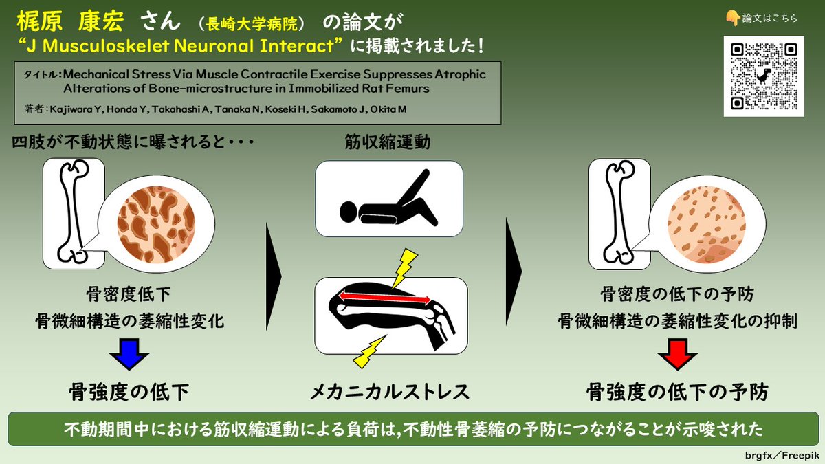 NU_Locomo_Lab's tweet photo. 本研究室の梶原康宏さん（博士課程；長崎大学病院）の論文がJ Muscloskelet Neuronal Interact誌に掲載されました！ 筋収縮運動による不動性骨萎縮の予防効果について、ラットを用いて検証した論文です。筋収縮運動によるメカニカルストレスは骨萎縮の予防に有効でした。ぜひご一読ください！ https://t.co/wVMYAfv1Eo
