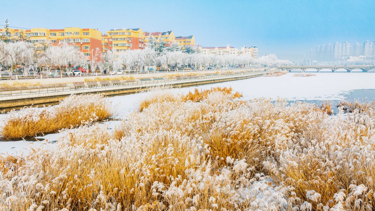 DiscoverYantai's tweet photo. In early spring, a stunning scene of hoarfrost appeared along the banks of the Jinquan River in #Yantai's #Zhaoyuan City. The icy crystals that adorn the trees and branches create a fairy-tale-like atmosphere that is truly awe-inspiring~❄️ #AmazingYantai
(Photo by Wang Xueqing) https://t.co/dtf0nIEiRg