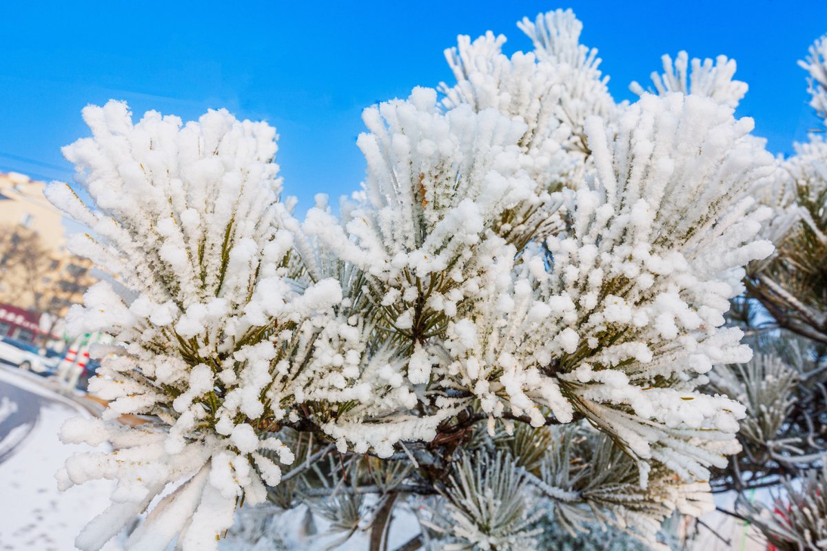 DiscoverYantai's tweet photo. In early spring, a stunning scene of hoarfrost appeared along the banks of the Jinquan River in #Yantai's #Zhaoyuan City. The icy crystals that adorn the trees and branches create a fairy-tale-like atmosphere that is truly awe-inspiring~❄️ #AmazingYantai
(Photo by Wang Xueqing) https://t.co/dtf0nIEiRg
