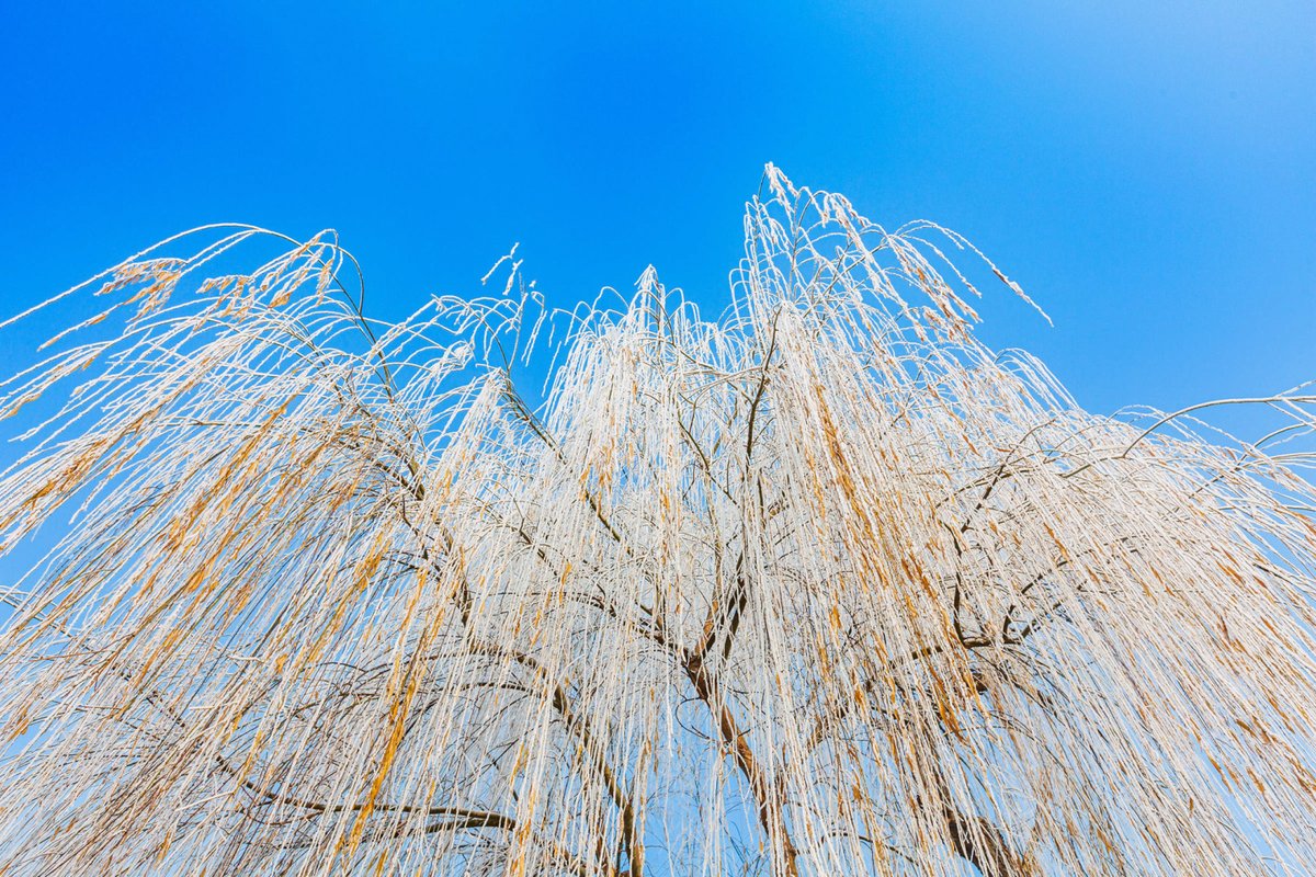 DiscoverYantai's tweet photo. In early spring, a stunning scene of hoarfrost appeared along the banks of the Jinquan River in #Yantai's #Zhaoyuan City. The icy crystals that adorn the trees and branches create a fairy-tale-like atmosphere that is truly awe-inspiring~❄️ #AmazingYantai
(Photo by Wang Xueqing) https://t.co/dtf0nIEiRg