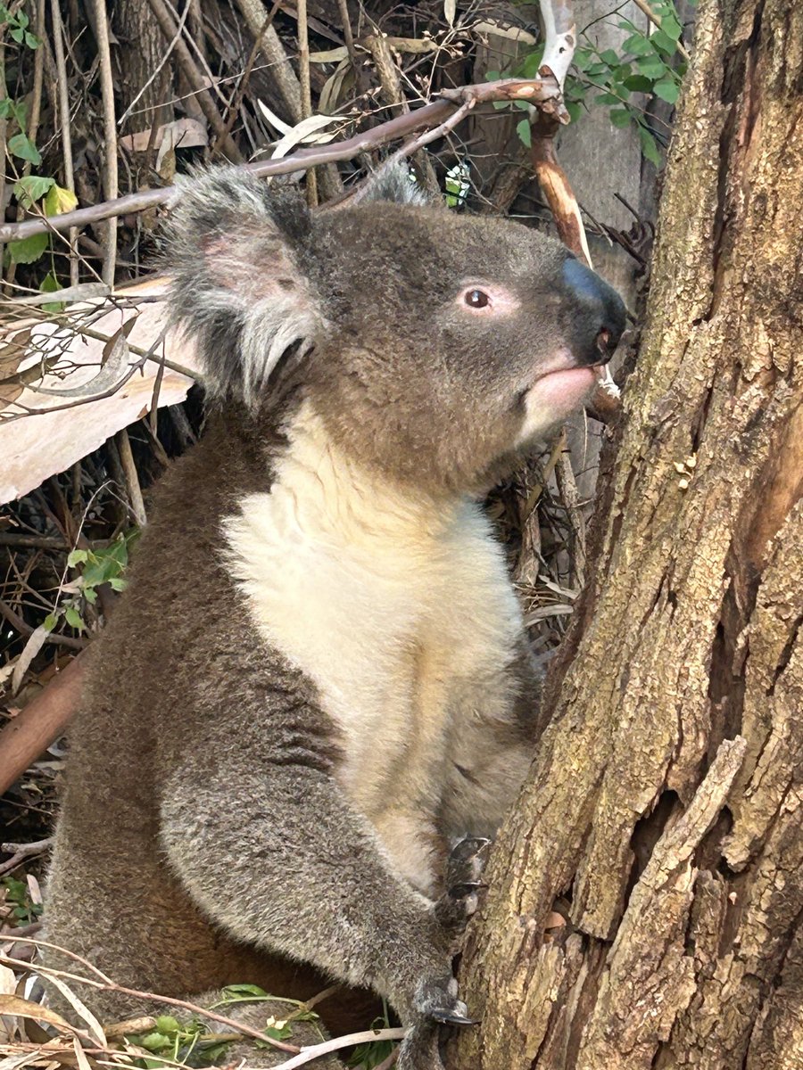 sairaali2's tweet photo. Found a koala chilling in my backyard today. How incredibly cool is that! 😍
#wildlifephotography https://t.co/DUaCujOkMc