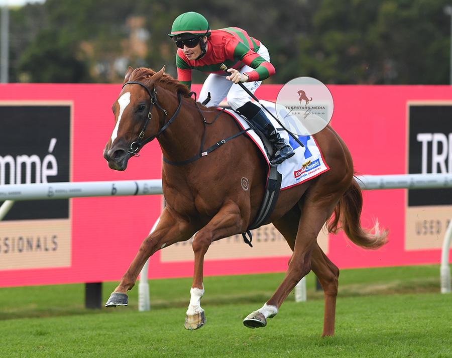 TURFSTARS Media tweet media