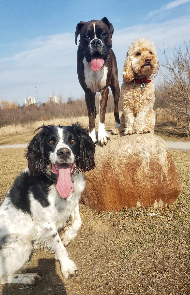 It's #socialSaturday and these pups are showing off their posing!
❤🐾😁🐕🐶❤
#posingpups #happydogs #walkinthedoginwhitby #walkinthedog