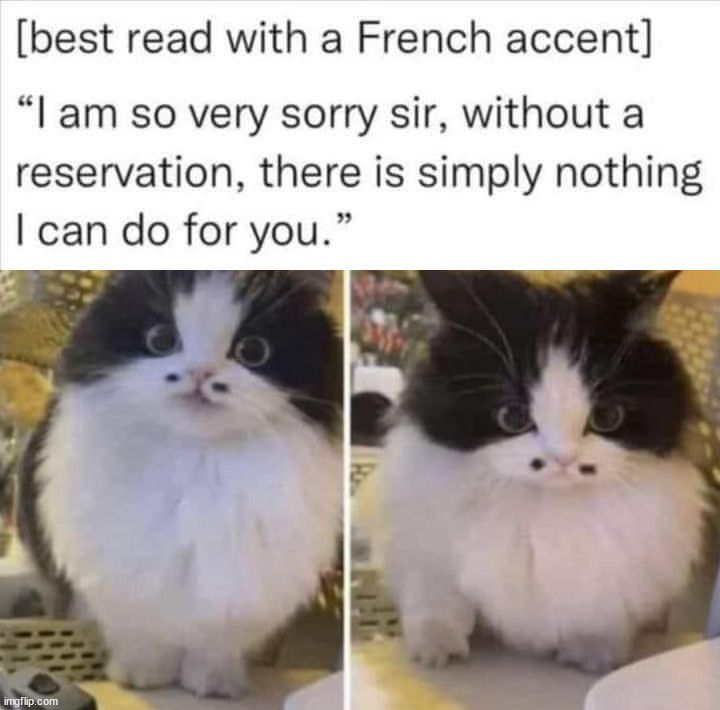 WholesomeMemes (@wholesomememe) on Twitter photo 