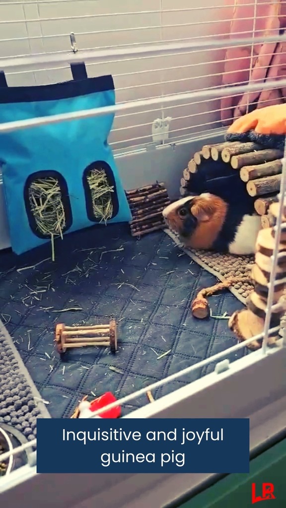 Our very own cute little Ricardo guinea pig seems very inquisitive and joyful in his cage. #LuftPets #guineapigs ##guineapiglife #guinepgslove #guineapigmom #guineapigsofinsta