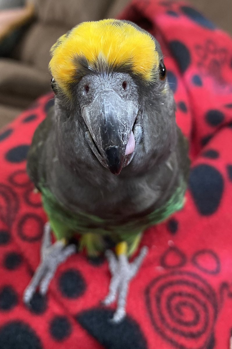 I don't have art so uhm... Twitter exclusive Rocky photo mhm mhm