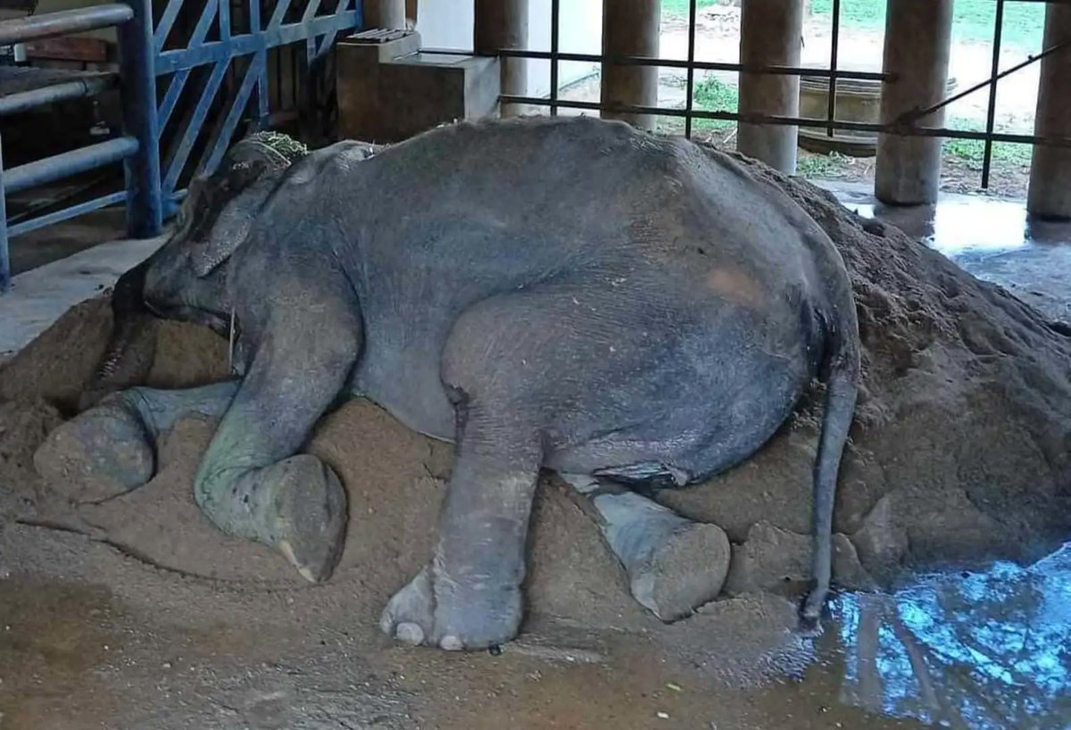 #AnimalFeed:💔heart breaking
For people who love animals.

Grandma Somboon was stolen from the wild when she was just a baby and spent 80 years working in the logging and tourism industries. 

#wildlife  
#WildlifeRescue