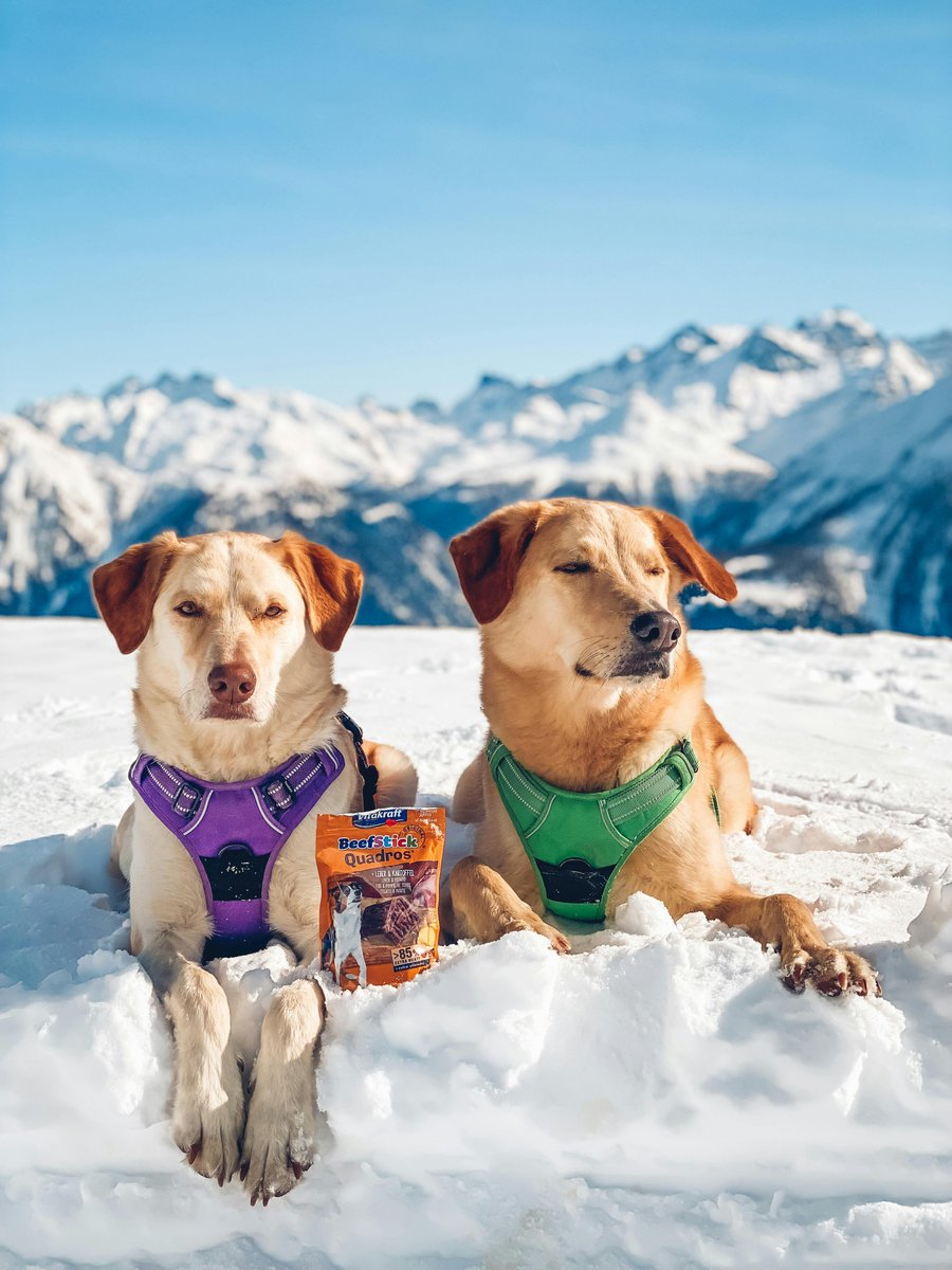Dog1Furry's tweet photo. "Furry Dog Supplies" Snow, yes! Extra snuggles, yes definitely! Spring is returning, too! Easter costumes, yes!

https://t.co/lh8yoYiVM0

#toys #Eastercostumes #clothes #collars #harnesses #leashes #houses #warmbeds #carseats #carmats #groomingaids #trainingaids #kennels #treats https://t.co/8a62yft3RN