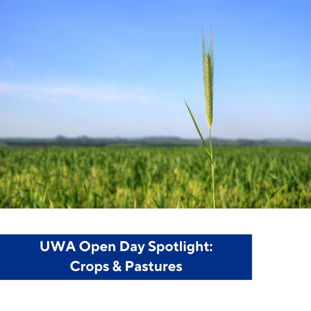 Explore the world of crops and pastures at @uwanews Open Day! Join us at our table to learn about exciting opportunities; from hands-on demos to conversations with experts. Put your knowledge to the test with our seed quiz and win a prize! #UWASAgE #UWAOpenDay #seekUWA