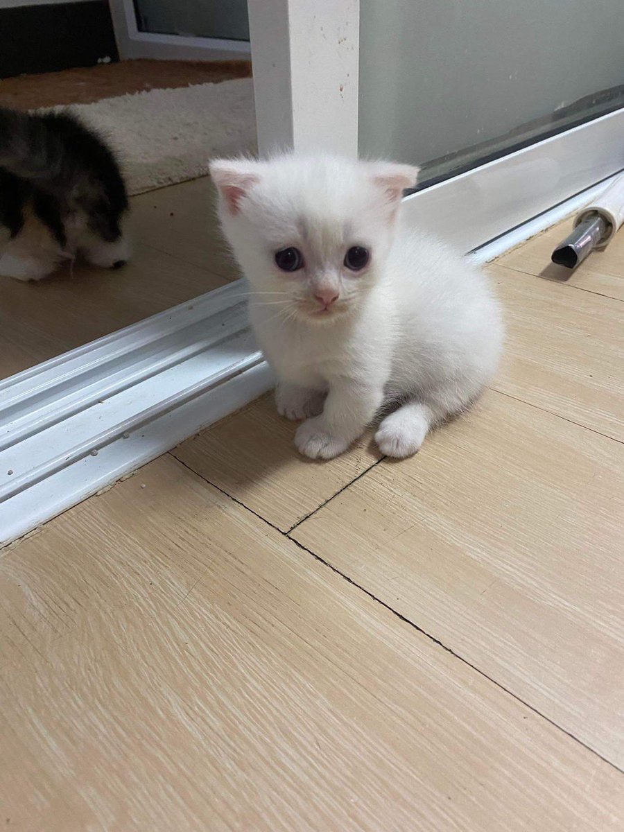 mookmick04's tweet photo. มันช์กิ้น ขาสั้น ว่างค้าบ#หรือโทร:0610401524 รบกวนแอดไลน์ID:mookmick04 และส่งได้ทุกจังหวัด #ขายแมว #แมวหาบ้าน #แมวมิวซ์ #แมว #แคปชั่นอ่อย #ยุบสภา  #สก๊อตติสโฟลด์หูพับ #โควิท19 #ทาสแมว #รีวิว #englot #ตลาดนัดgiven #BMMF13 #1M #เก๋ไก๋ #เบียร์thevoice #cat #โหนกระแส #คัลแลน #LISA https://t.co/IQTizYbKul