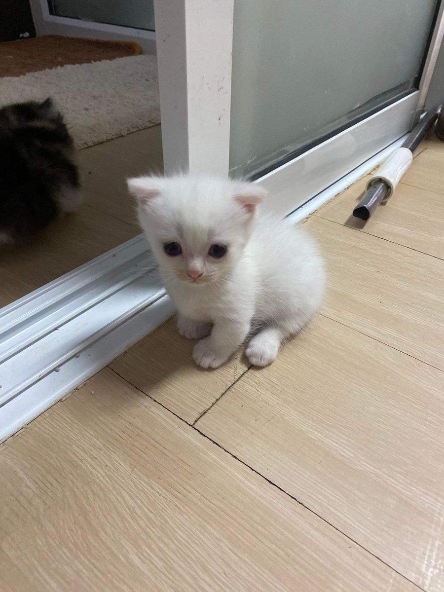 mookmick04's tweet photo. มันช์กิ้น ขาสั้น ว่างค้าบ#หรือโทร:0610401524 รบกวนแอดไลน์ID:mookmick04 และส่งได้ทุกจังหวัด #ขายแมว #แมวหาบ้าน #แมวมิวซ์ #แมว #แคปชั่นอ่อย #ยุบสภา  #สก๊อตติสโฟลด์หูพับ #โควิท19 #ทาสแมว #รีวิว #englot #ตลาดนัดgiven #BMMF13 #1M #เก๋ไก๋ #เบียร์thevoice #cat #โหนกระแส #คัลแลน #LISA https://t.co/IQTizYbKul