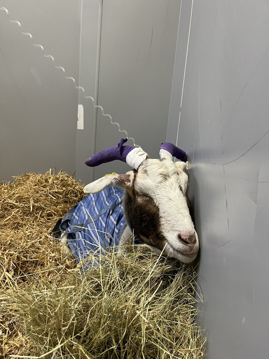 HoovesTails's tweet photo. Larry the Goat needs YOU 🆘 #SaveLarryTheGoat

This 7-yr-old sanctuary star had life-saving surgery for blocked stones. Now he needs our help to cover the £6k-£8k surgery bill. Any donation helps! 

Donate: https://t.co/0yfrtWU05U

#donate #fundraiser #rescuegoat #helplarry https://t.co/P1DlnJqp48