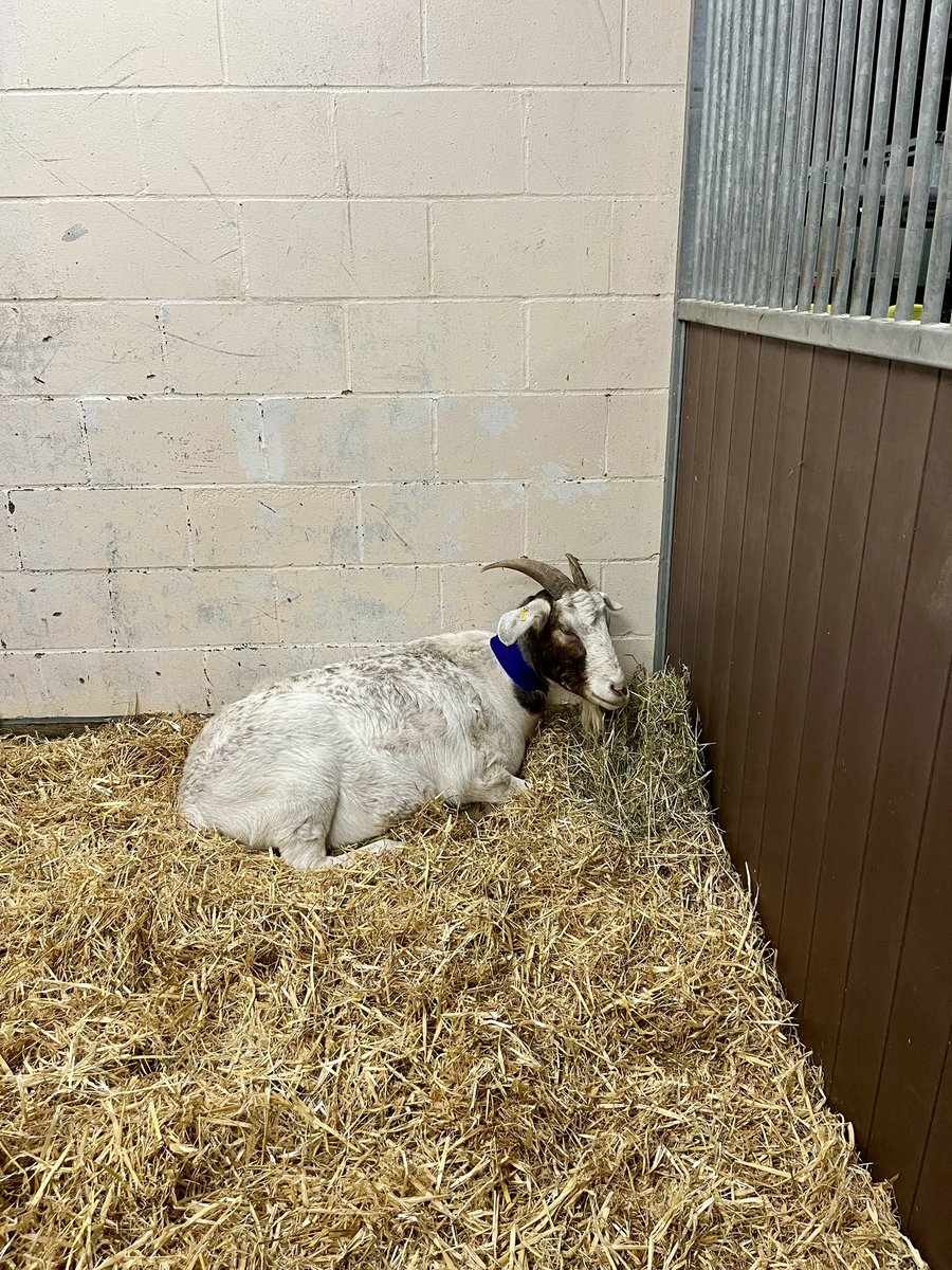 HoovesTails's tweet photo. Larry the Goat needs YOU 🆘 #SaveLarryTheGoat

This 7-yr-old sanctuary star had life-saving surgery for blocked stones. Now he needs our help to cover the £6k-£8k surgery bill. Any donation helps! 

Donate: https://t.co/0yfrtWU05U

#donate #fundraiser #rescuegoat #helplarry https://t.co/P1DlnJqp48