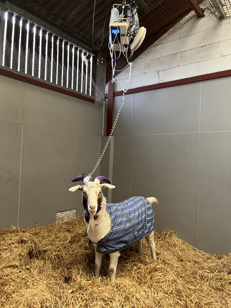 HoovesTails's tweet photo. Larry the Goat needs YOU 🆘 #SaveLarryTheGoat

This 7-yr-old sanctuary star had life-saving surgery for blocked stones. Now he needs our help to cover the £6k-£8k surgery bill. Any donation helps! 

Donate: https://t.co/0yfrtWU05U

#donate #fundraiser #rescuegoat #helplarry https://t.co/P1DlnJqp48