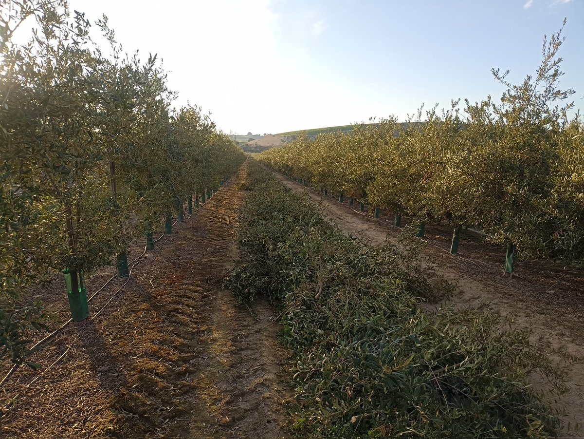 Rafa_Guzman_'s tweet photo. #AgropopularBarbecho 
Mañanas de atomizador🚜 con los tratamientos contra #repilo, y tardes de #poda en el #olivarenseto🌳.
Así ha transcurrido la semana en #Linares.
Hoy con tiempo primaveral 🌸, que se nota en la #brotación del #olivar .
#ElCampoNoPara 
#Rastrojo https://t.co/OJ4XaO946i