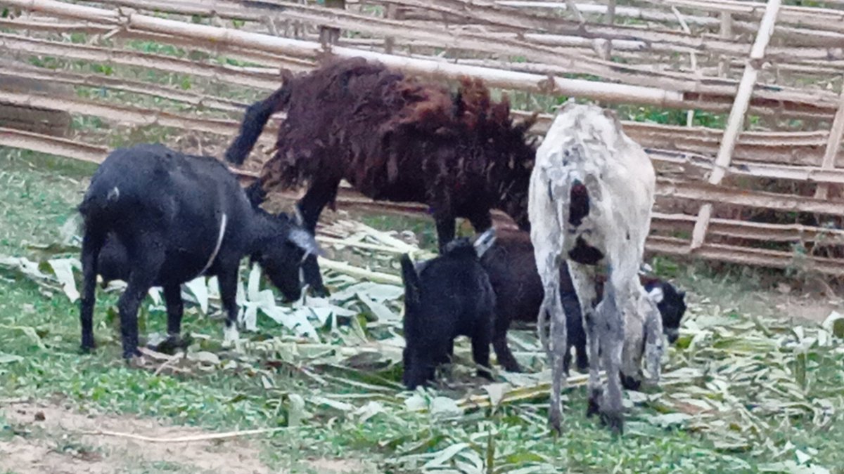 Mateenadebayo's tweet photo. They say money can't buy happiness, but have they raised livestock? Huge opportunities in Nigerian #AgriBusiness! 

Want to harness the potentials in livestock agriculture!?

Like, Retweet and DM for details. #Mateenadebayo #fakale #FromTheScreen #livestock #Agriculture #Nigeria https://t.co/bkkeQi5XpB