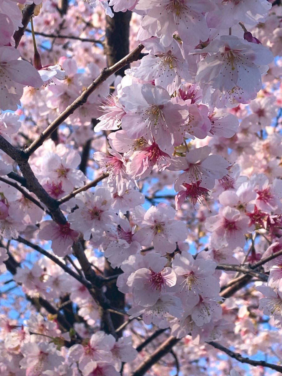 「早咲きの桜も咲いていました 」|伊東 葉子のイラスト