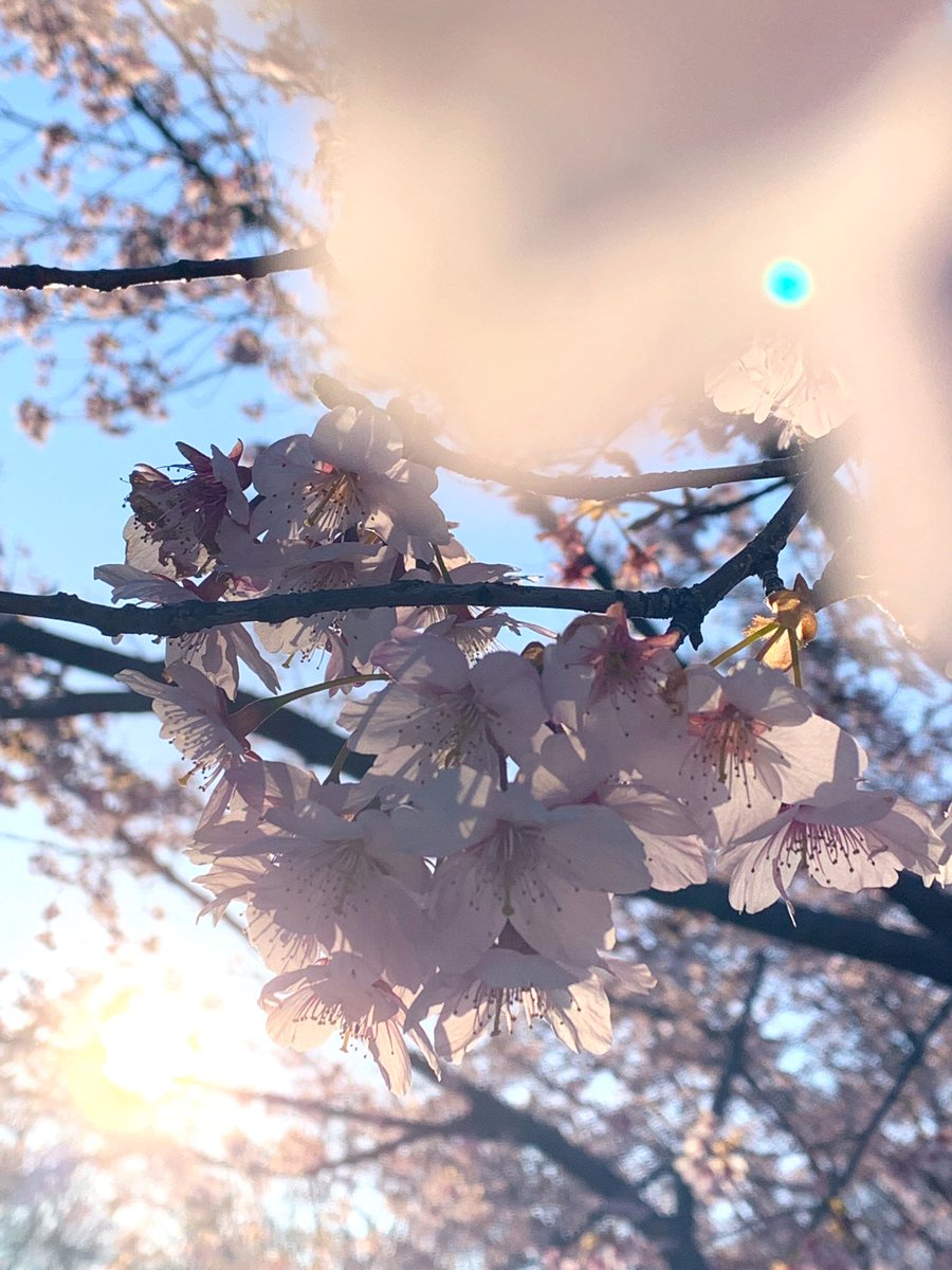 「早咲きの桜も咲いていました 」|伊東 葉子のイラスト