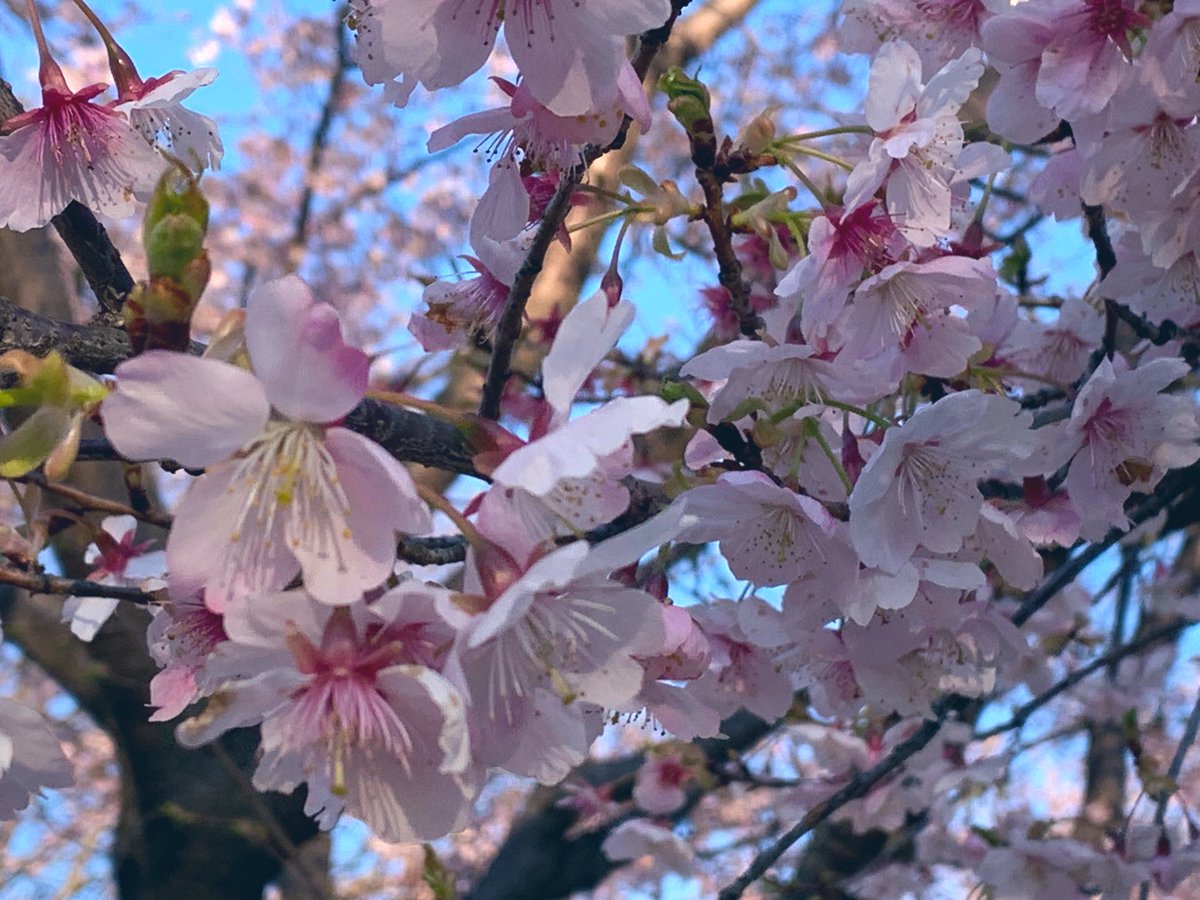 「早咲きの桜も咲いていました 」|伊東 葉子のイラスト