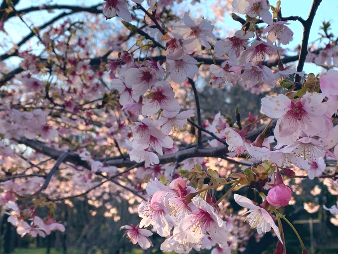 花粉症と闘ってでも見に行った甲斐がありました〜 