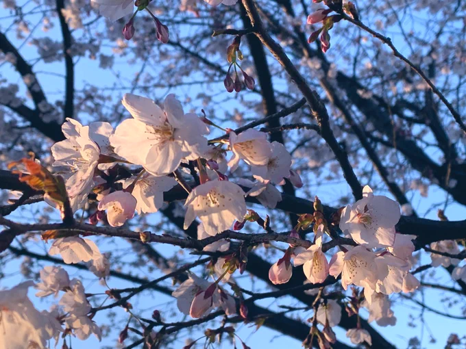 花粉症と闘ってでも見に行った甲斐がありました〜 