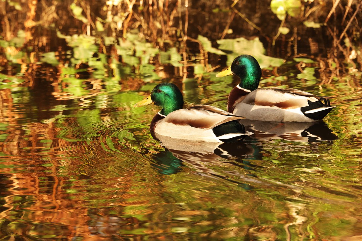 CenricCE's tweet image. Bore Da Bawb! Good Morning All!
2 Hwyaden Wyllt yn haul hwyr y prynhawn ym Mharc Bute ddoe #Caerdydd    
2 Mallards in the late afternoon sun in Bute Park yesterday #Cardiff 
Cariad mawr o Gymru! Much love from Cymru!
❤️🏴󠁧󠁢󠁷󠁬󠁳󠁿