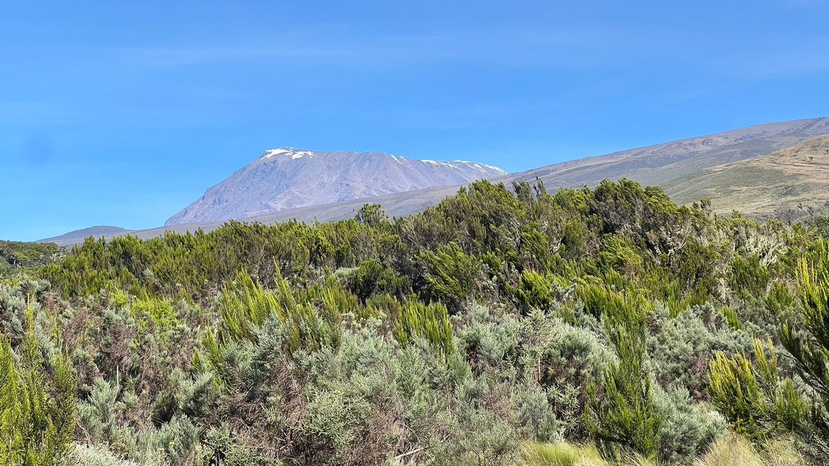 TTipwa's tweet image. Day 2: Trekking from Mandara Hut to Horombo, “above cloud level” tantalizing glimpses of the summit ahead 🏔️ #Kilimanjaro #AboveTheClouds #SummitViews”#tipwatipwa #hikingadventures #hikingkilimanjaro