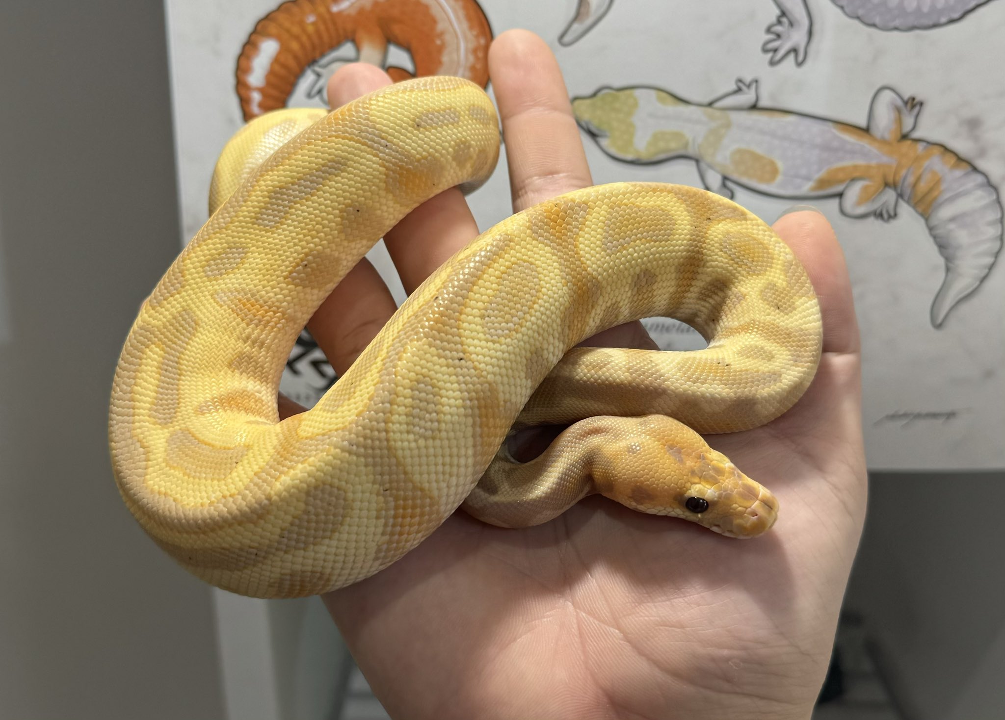SHN REPTILES 2.0💮 on X: 