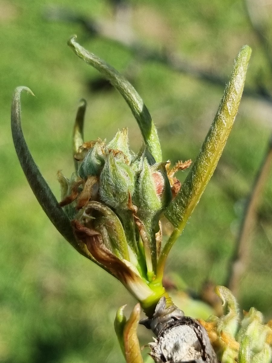 Fernando López de Arce tweet media